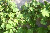 treille vigne chasselas vert